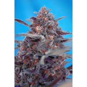 Devil Cream Auto Feminised Seeds - 3