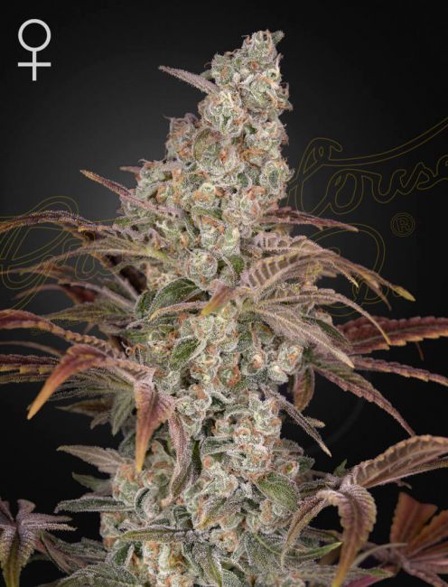 Jack's Dream Feminised Seeds - 10