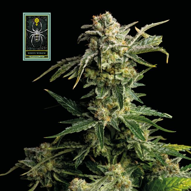 White Widow Feminised Seeds - 5