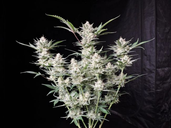 Strawberry Gorilla Auto Feminised Seeds - 5