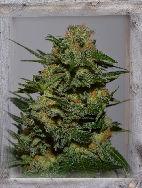 Green Crack Feminised Seeds - 5