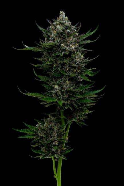 All Gas OG Feminised Seeds - 5