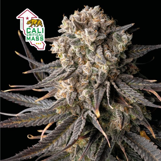 Cali Critical Mass Feminised Seeds - 5