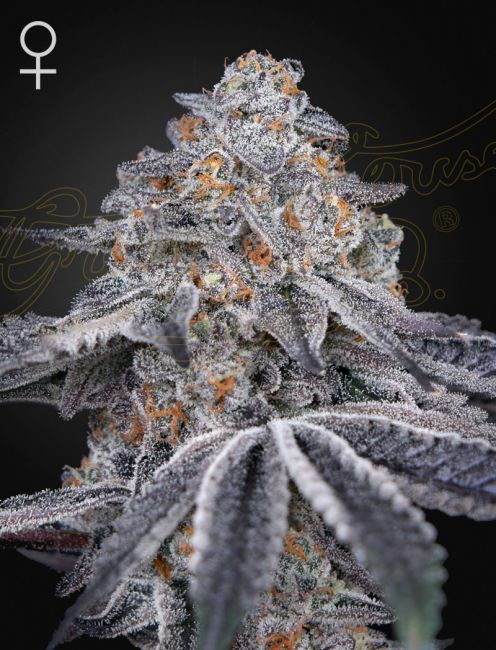 Velvet Moon Feminised Seeds - 10