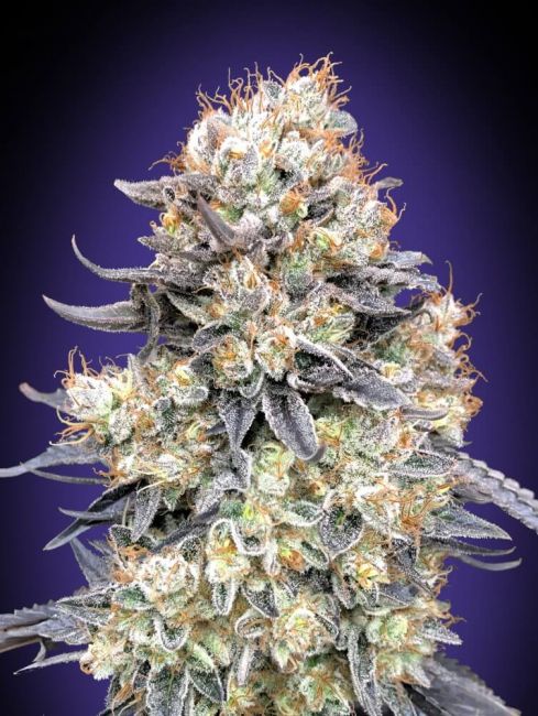 Purple Punch Auto Feminised Seeds - 5