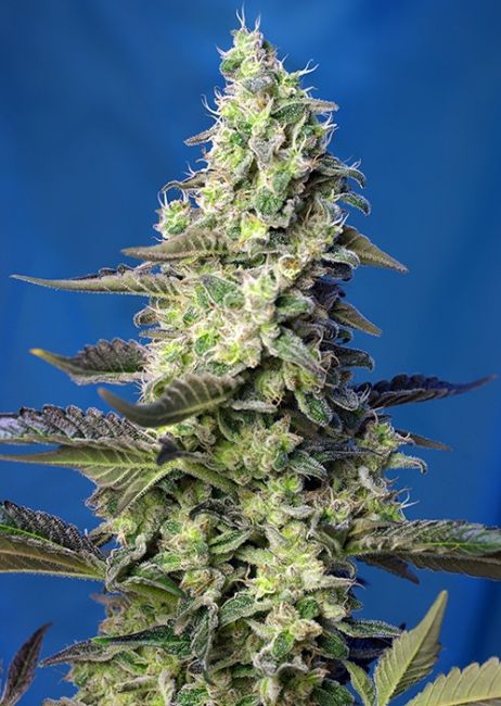 Green Poison XL Auto Feminised Seeds - 3