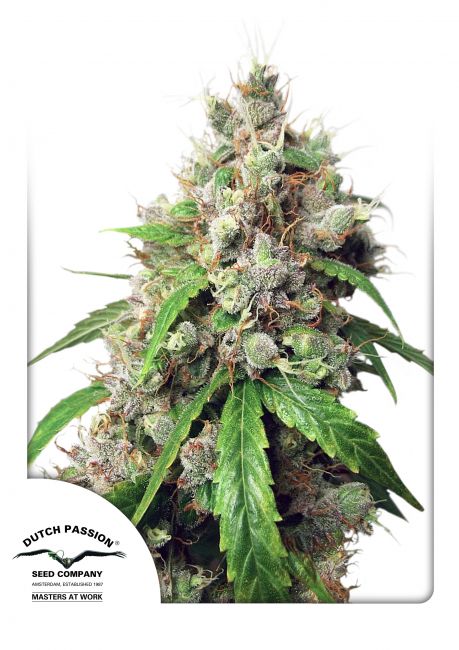 Euforia Auto Feminised Seeds - 3