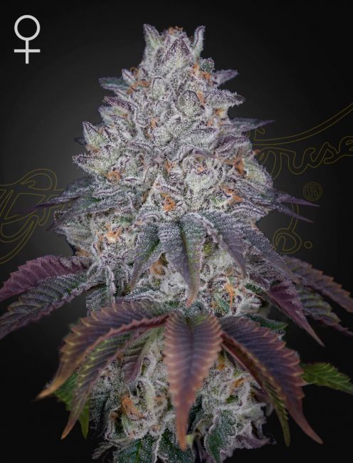 King's Tart Feminised Seeds - 5