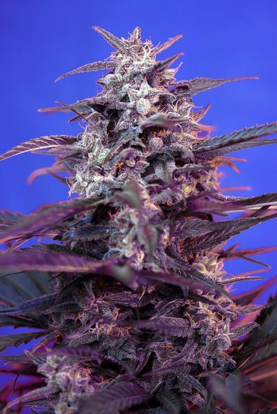 Bloody Skunk Auto Feminised Seeds - 3