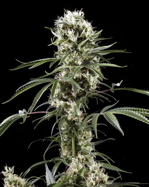 Super Lemon Haze Feminised Seeds - 10