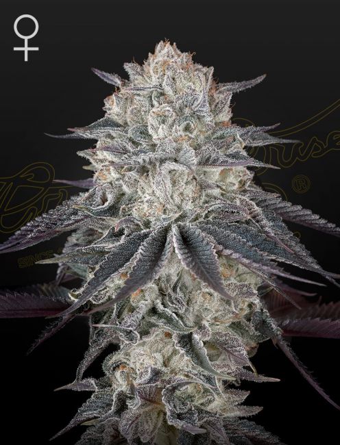 Fullgas Feminised Seeds - 10