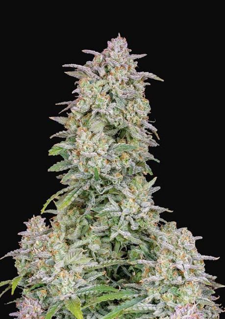 Forbidden Runtz Auto Feminised Seeds - 5