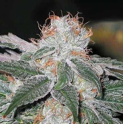 Dubble Bubble Feminised Seeds - 3