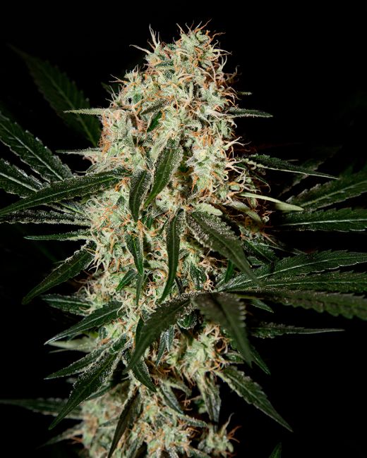 Arjan's Haze #3 Feminised Seeds - 3