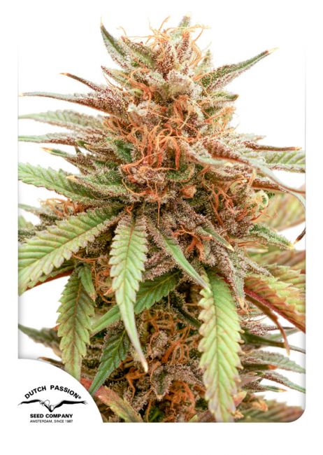 Durban Dew Feminised Seeds - 5