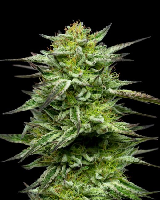 Mountaintop Mint Feminised Seeds - 5