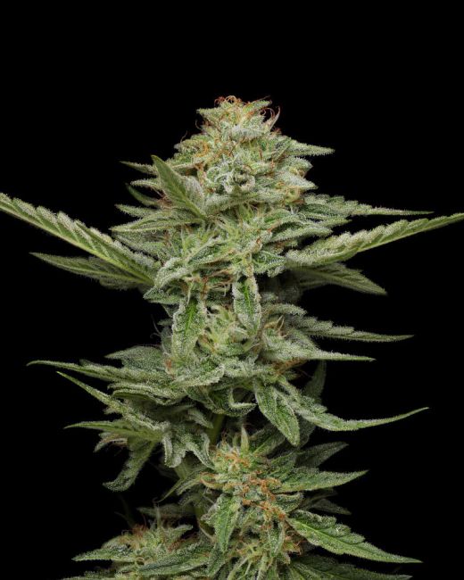 Pistachio Feminised Seeds - 5