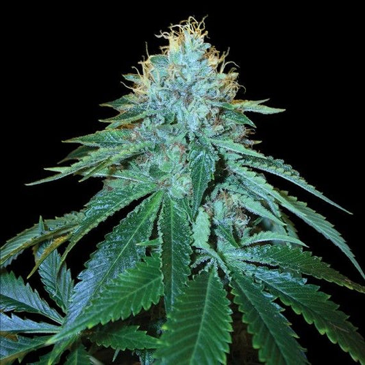 The OG #18 Feminised Seeds - 3