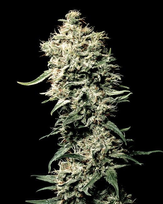 White Rhino Feminised Seeds - 10