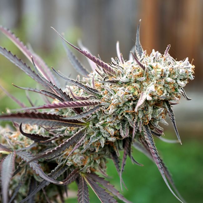 Ice Cream Cake FAST Feminised Seeds - 5