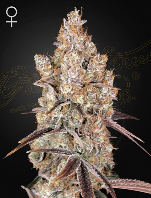 Holy Snow Feminised Seeds - 10