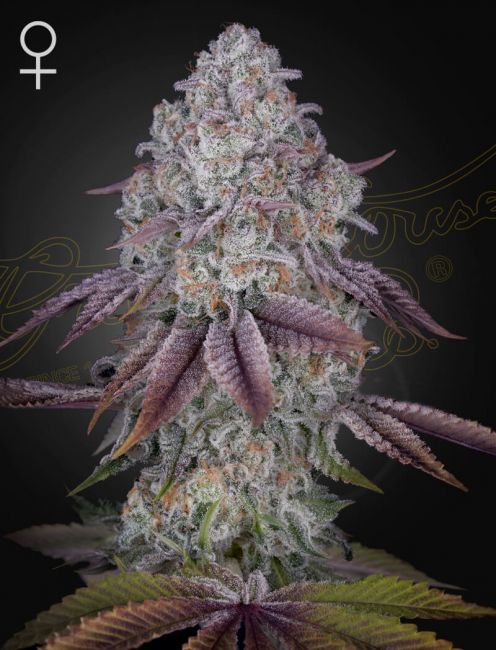 Persian Pie Feminised Seeds - 10