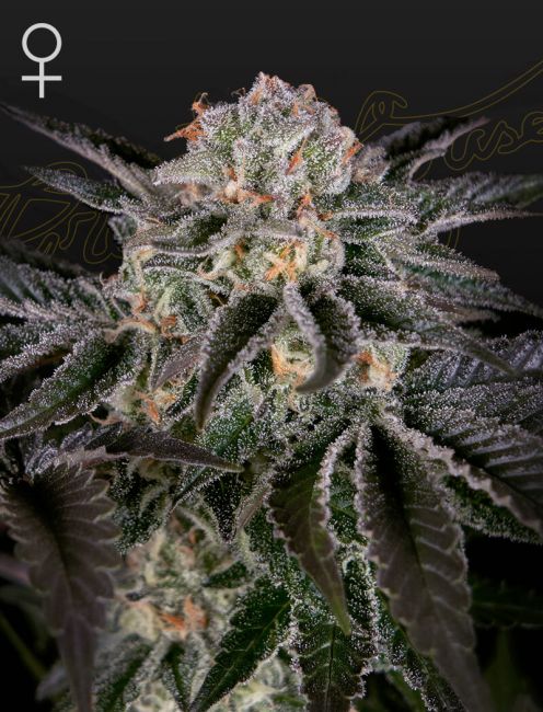 Wonder Pie Feminised Seeds - 10