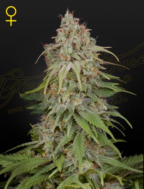 GH Amnesia Feminised Seeds - 5