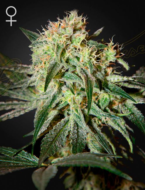 Damn Sour Feminised Seeds - 3