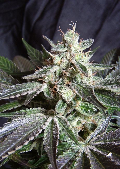 Black Jack F1 FAST Version Feminised Seeds - 3