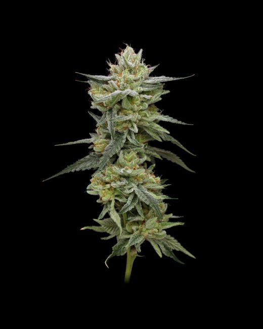 Hella Jelly (formerly Jelly Rancher) Feminised Seeds - 5