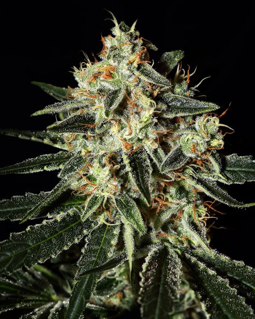 Cheese Feminised Seeds - 10