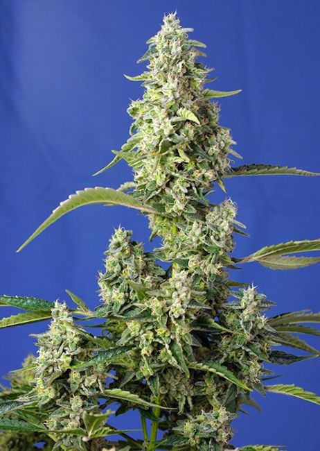 Gorilla Girl XL Auto Feminised Seeds - 3