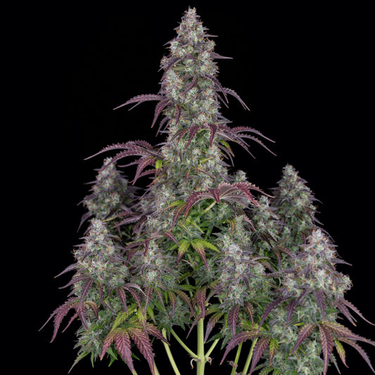 Lemon Pie Auto Feminised Seeds - 3