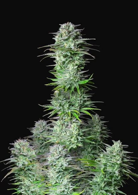 Kosher Cake Auto Feminised Seeds - 5