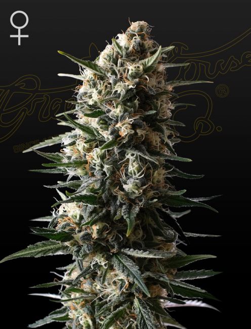 Bubba Slush Feminised Seeds - 10