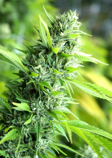 Banana Sapphire Feminised Seeds - 5