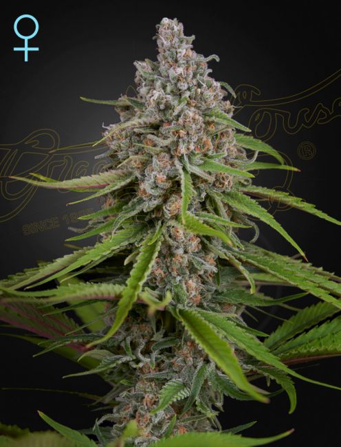 Deep Candy CBD Feminised Seeds - 10