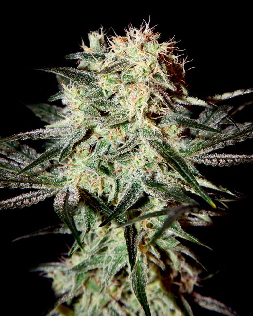 Arjan's Strawberry Haze Feminised Seeds - 10