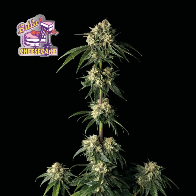 Bubba Cheesecake Feminised Seeds - 3