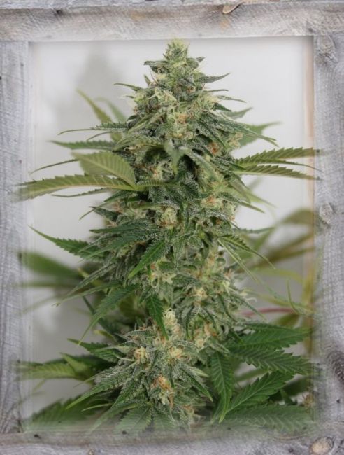 Amnesia Lemon Pie Feminised Seeds - 3