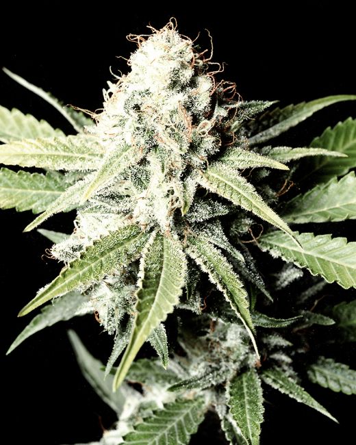 Great White Shark Feminised Seeds - 10