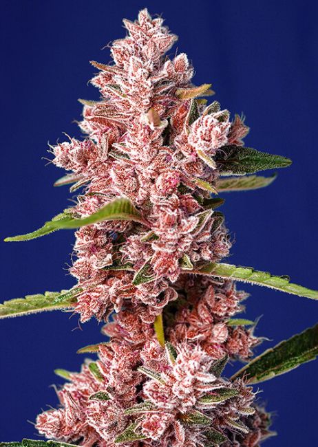 Tropicanna Poison F1 FAST Feminised Seeds - 3