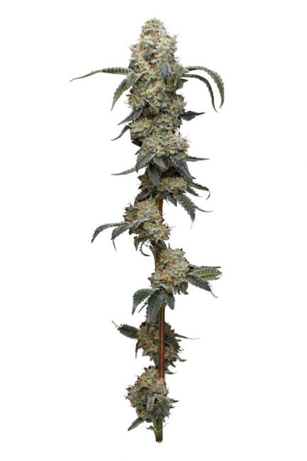 Farmer's Daughter Feminised Seeds - 5