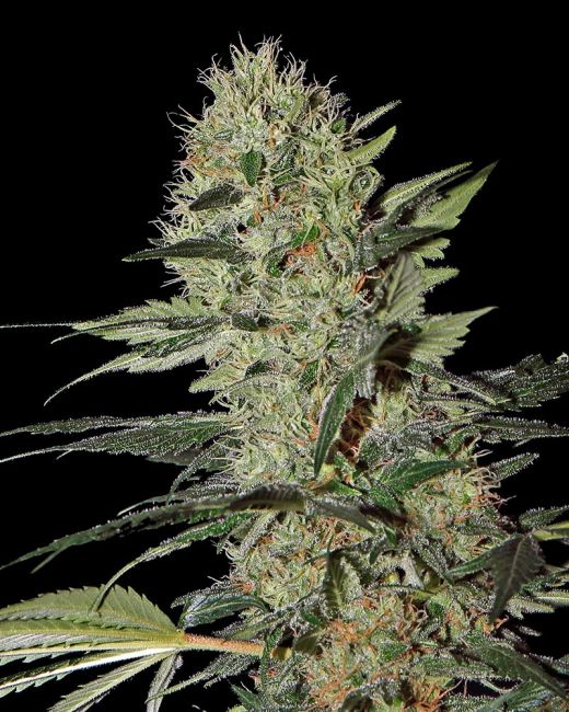 Exodus Cheese Auto Feminised Seeds - 10