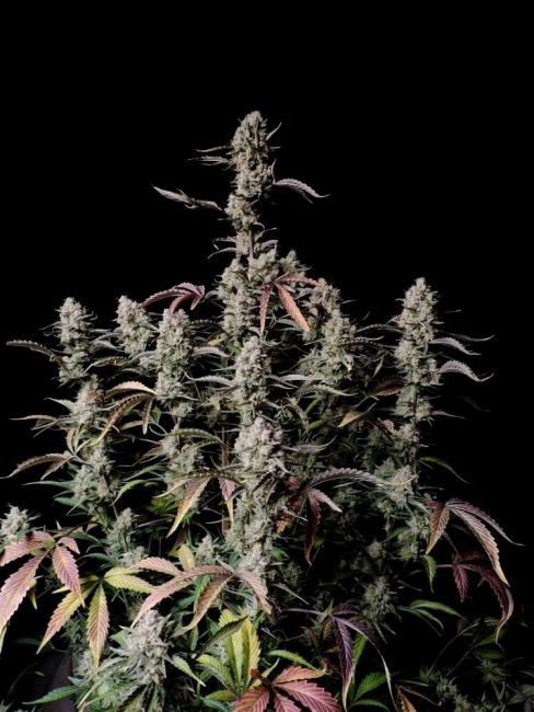 Gorilla Zkittlez Auto Feminised Seeds - 5