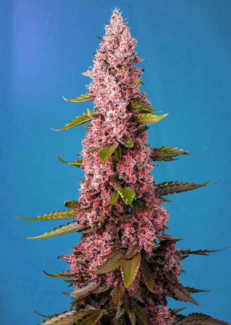 Red Hot Cookies Feminised Seeds - 3