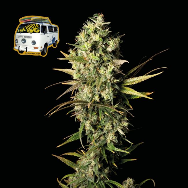 The White OG Feminised Seeds - 5