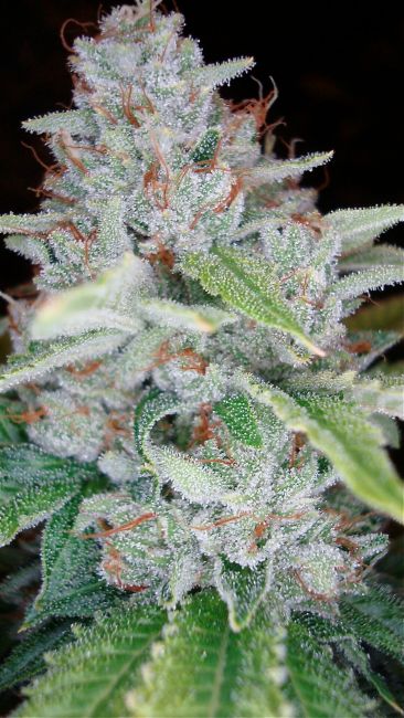 Skywalker Kush Feminised Seeds - 3