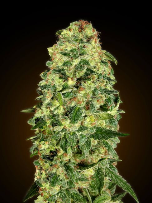 California Kush Auto Feminised Seeds - 5